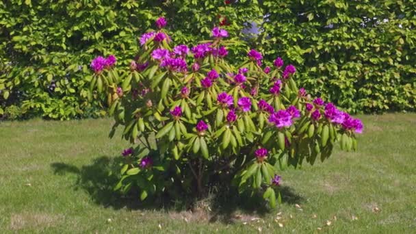 Красива Рожева Квітка Рододендрона Фоні Зелених Кущів Сонячний Літній День — стокове відео