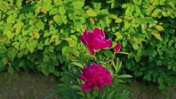 Close Widok Różowe Kwiaty Piwonii Zielone Krzewy Liście Tło — Wideo stockowe
