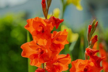 Mavi arka planda kırmızı gladiolus çiçeğinin güzel manzarası.