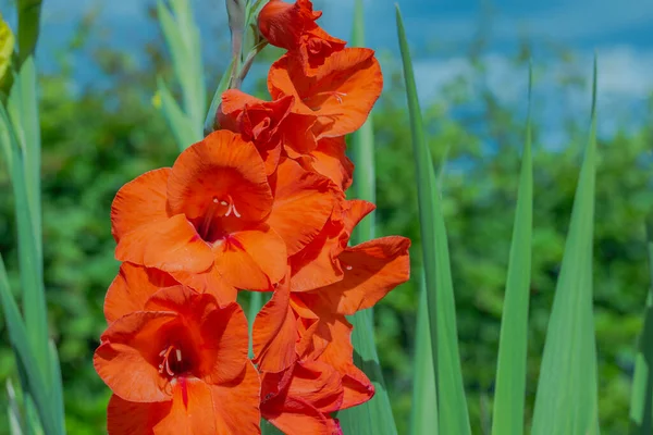 Прекрасний Вид Квітучого Червоного Гладіолуса Фоні Блакитного Неба — стокове фото