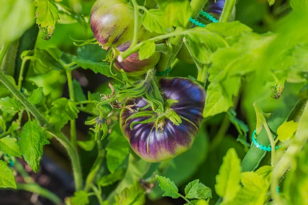 Visão Perto Frutos Tomates Pretos Arbusto Estufa — Fotografia de Stock