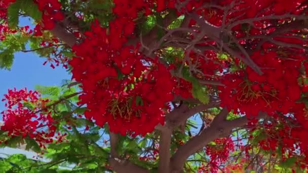 Vista Perto Flamboyant Flame Tree Nas Ilhas Canárias Espanha — Vídeo de Stock