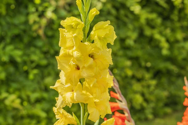 Bela Vista Flor Gladíolo Amarelo Com Gotas Chuva — Fotografia de Stock