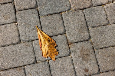 Kaldırımdaki sarı yaprakların manzarasını kapat..