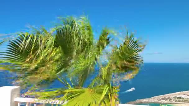 Vista Perto Folhas Palmeira Que Desenvolvem Vento Forte Contexto Oceano — Vídeo de Stock
