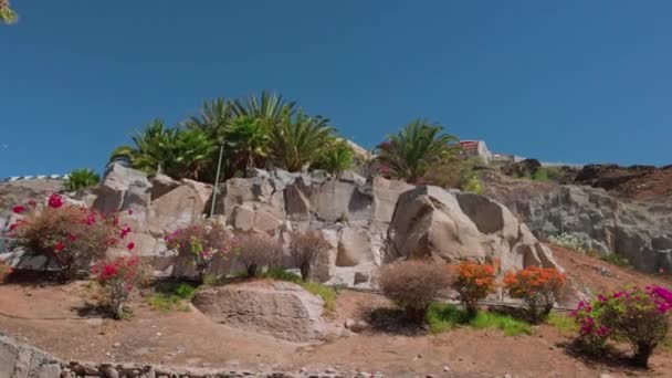 Bela Vista Paisagem Rochosa Com Plantas Tropicais Coloridas Raras Dia — Vídeo de Stock