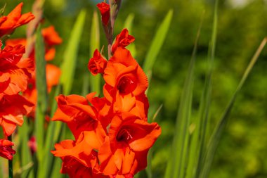 Kırmızı gladiolus çiçekleriyle muhteşem bir bahçe manzarası. İsveç.