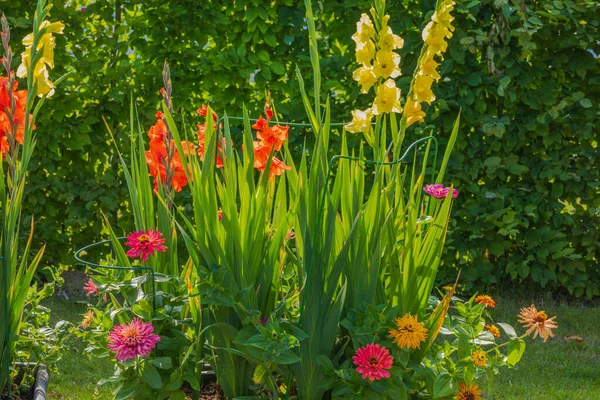 Nádherný Výhled Zahrady Červenými Žlutými Gladioly Barevnými Zinečnatými Květy — Stock fotografie