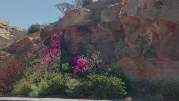 여름날에는 풍경에 나무와 식물이 아름다운 광경을 수있다 스페인 — 비디오