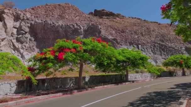 Beautiful View Tropical Flame Trees Side Highway Mountains Gran Canaria — Stok video