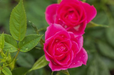 Yağmur damlalarıyla kırmızı güllerin muhteşem manzarası.