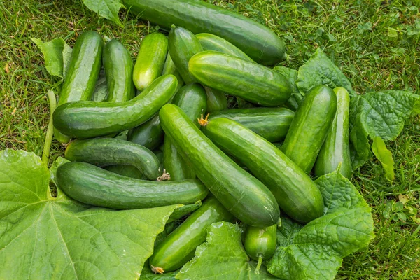 Close Zicht Oogst Van Komkommers Liggend Groene Bladeren Tuin — Stockfoto