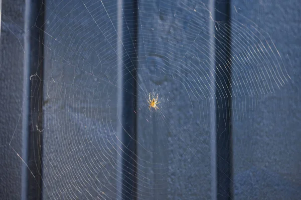 Μακροσκοπική Άποψη Της Αράχνης Στο Δίχτυ Από Μαύρο Ξύλινο Φόντο — Φωτογραφία Αρχείου