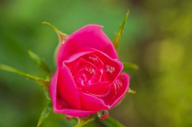 Kırmızı güllerin yağmur damlalarıyla Macro manzarası.