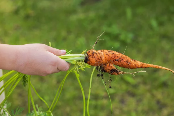 Close View Child Hand Holding Carrot Just Pulled Out Ground — Stock Photo, Image