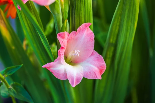 Makro Widok Kwitnących Różowy Gladiolus Ogrodzie — Zdjęcie stockowe