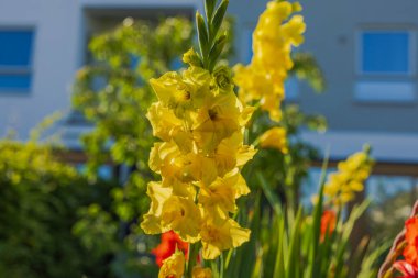 Sarı gladiolus çiçeğinin güzel manzarası.