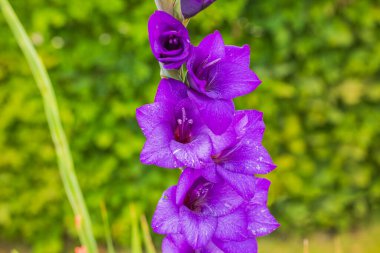 Yeşil zemin üzerinde mor gladiolus çiçeğinin yakın görüntüsü. 