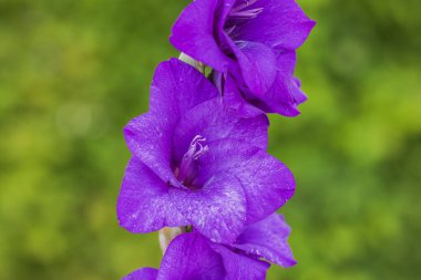 Yeşil arka planda mor gladiolus çiçeklerinin makro görüntüsü. Güzel doğa geçmişi.