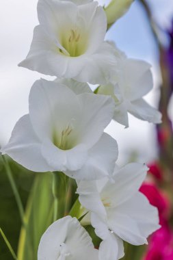 Beyaz gladiolus çiçeklerinin Macro manzarası. Güzel doğa geçmişi.
