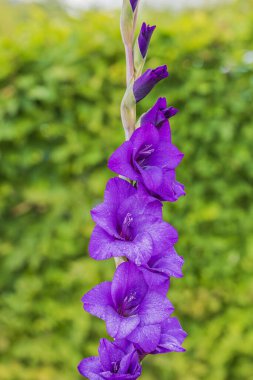 Yeşil çalılıklarda muhteşem mor gladiolus makro görünümü. 