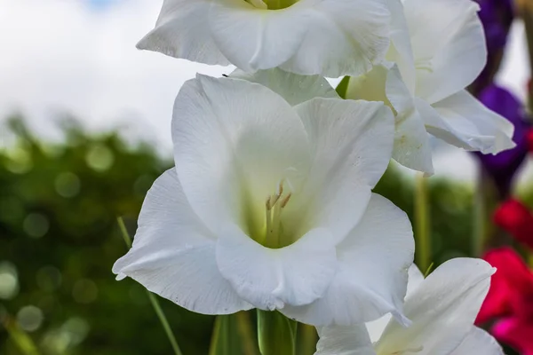 Close Macro View White Gladiolus Flower Blurred Background — Stock Photo, Image
