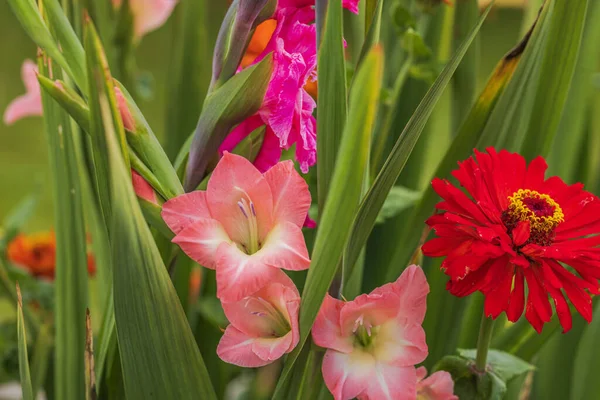 Прекрасний Вид Квітучі Рожеві Гладіолуси Червоні Цинії Елегантні Квіти Сонячний — стокове фото