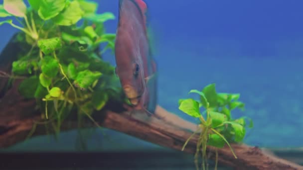 Prachtig Uitzicht Red Cover Discus Vissen Zwemmen Aquarium — Stockvideo