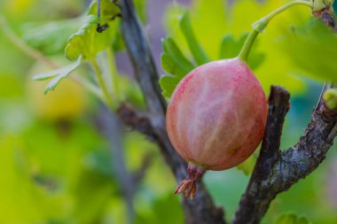 Bahçede yetişen kırmızı bektaşi üzümlü çalıların üzerine Macro manzarası.