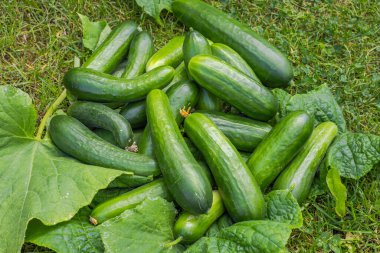 Bahçedeki yeşil yaprakların üzerinde duran salatalık hasadının yakın görüntüsü.