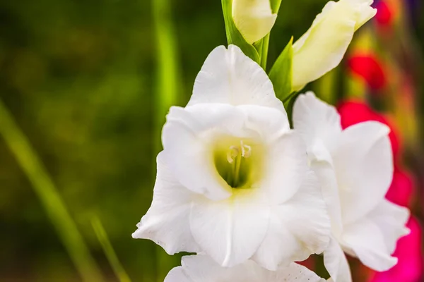 Макро Орієнтований Вигляд Білої Квітки Гладіолуса — стокове фото