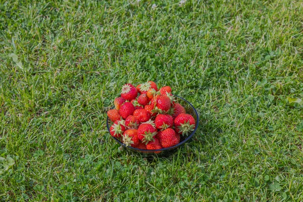 Προβολή Της Συγκομιδής Μπολ Φράουλες Απομονώνονται Πράσινο Γκαζόν Στον Κήπο — Φωτογραφία Αρχείου