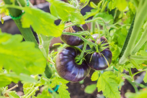 Vista Perto Amadurecer Tomates Pretos Estufa — Fotografia de Stock