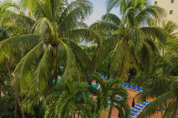 Прекрасний Вид Готельний Басейн Зверху Через Листя Кокосової Пальми Маямі — стокове фото