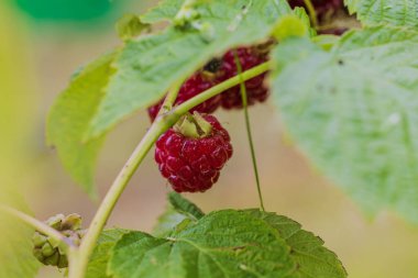 Çalılıklarda yetişen kırmızı ahududu manzarasını kapat.