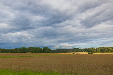 Bulutlu gökyüzünün altındaki hareket halindeki buğday tarlasından güzel bir manzara. İsveç.