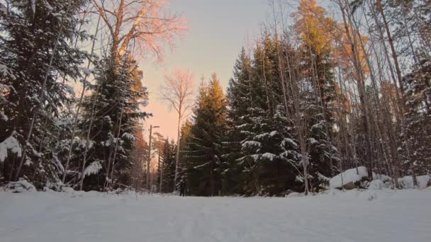 Bela Vista Homem Correndo Esquis Plástico Clássicos Pista Esqui Floresta — Vídeo de Stock