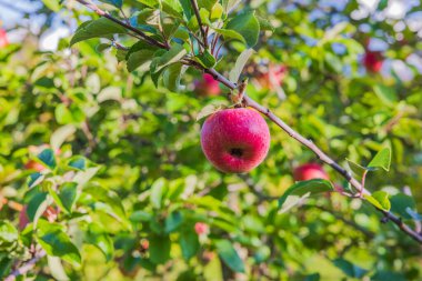 Bulanık yeşil yaprakların arka planında kırmızı tecavüz elmasının güzel görüntüsü. 