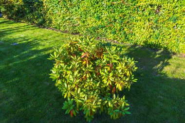 Sonbahar günü bahçedeki yeşil çimlerin üzerindeki rhododendronların güzel manzarası. İsveç.