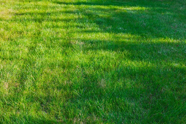 Vacker Utsikt Över Gräsmattan Med Grönt Gräs Trädgården Höst — Stockfoto