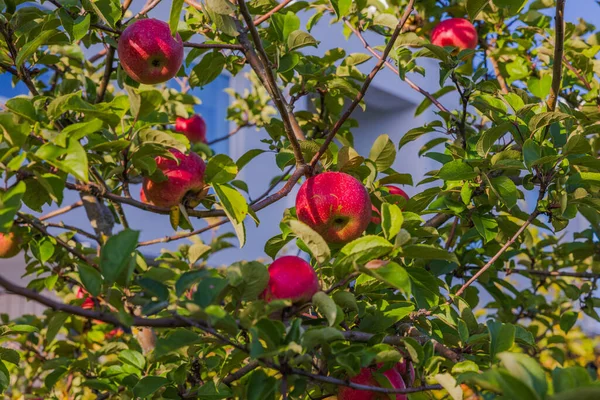 Widok Czerwonych Jabłek Gwałtu Jabłoni Koncepcja Środowiska Naturalnego — Zdjęcie stockowe