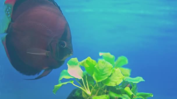 淡水水族館で泳ぐ赤いカバーディスカスの魚の近くの眺め — ストック動画