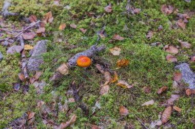 Sonbahar günü ormanda büyüyen sineksi mantarların güzel manzarası. İsveç.