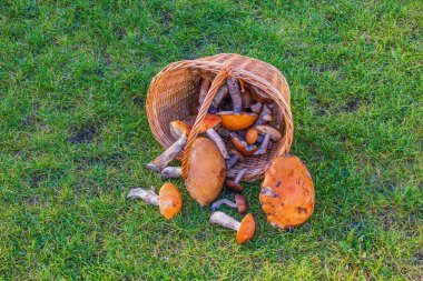 Yeşil çimlere düşmüş mantarlı hasır sepetin yakın çekim görüntüsü. İsveç.
