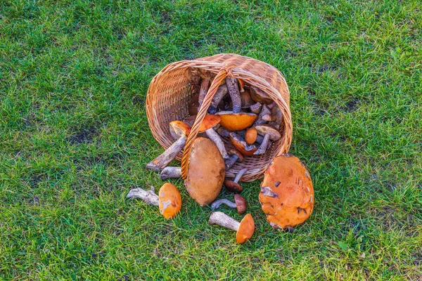 Yeşil çimlere düşmüş mantarlı hasır sepetin yakın çekim görüntüsü. İsveç.