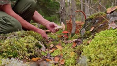 Sonbahar ormanlarında mantar toplayan bir adamın yakın plan görüntüsü. İsveç.