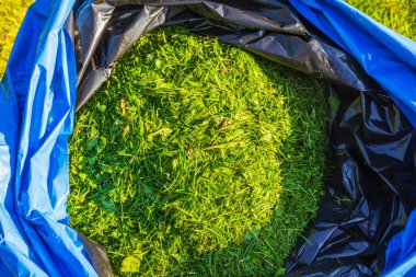 Bahçedeki plastik torbada kesilmiş yeşil çimlerin yakın görüntüsü.