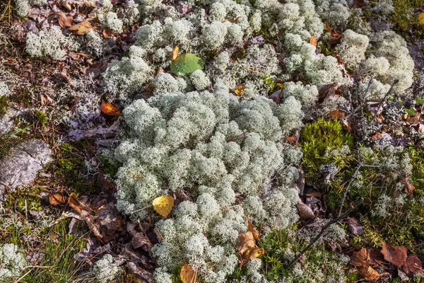 Blick Auf Bunte Waldboden Mit Moos Bedeckt Schweden — Stockfoto