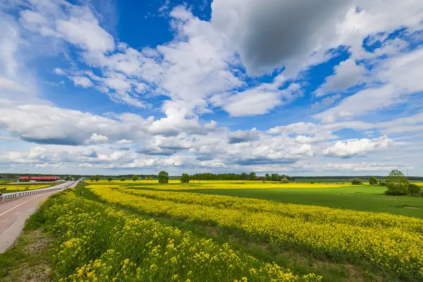 Beautiful View Rapeseed Fields Background Blue Sky White Clouds Sweden Stock Picture