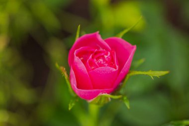 Yeşil arkaplanda kırmızı gülün makro görünümü.